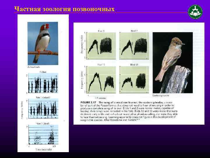 Частная зоология позвоночных 