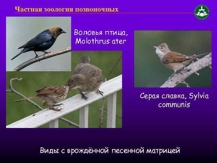 Частная зоология позвоночных Воловья птица, Molothrus ater Серая славка, Sylvia communis Виды с врождённой