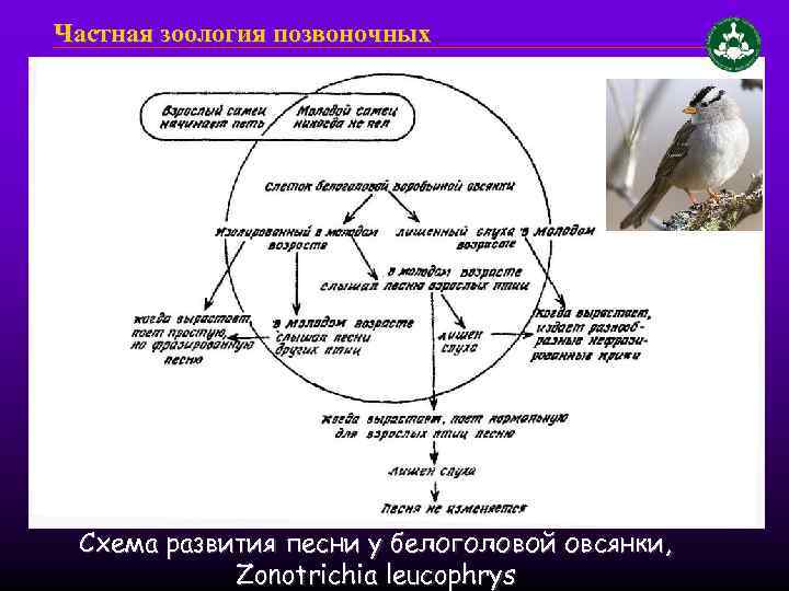 Частная зоология позвоночных Схема развития песни у белоголовой овсянки, Zonotrichia leucophrys 