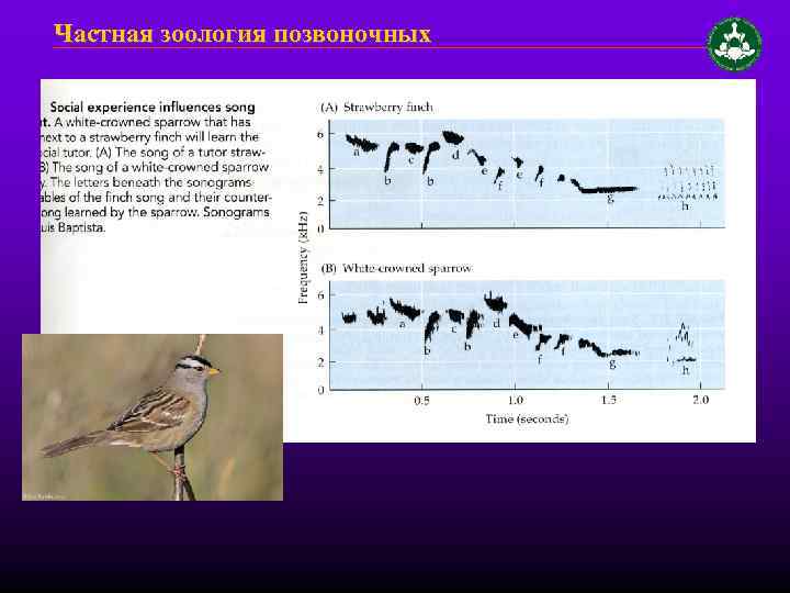 Частная зоология позвоночных 