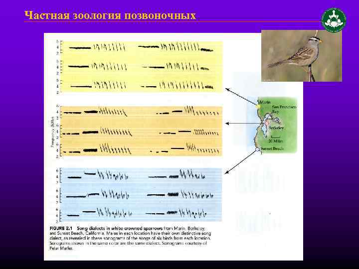 Частная зоология позвоночных 