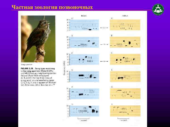 Частная зоология позвоночных 