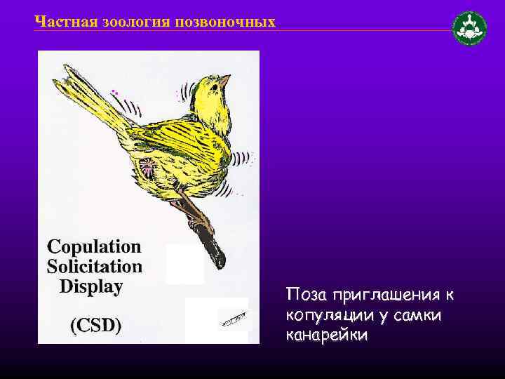 Частная зоология позвоночных Поза приглашения к копуляции у самки канарейки 