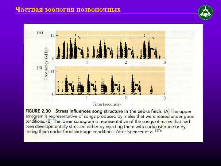 Частная зоология позвоночных 
