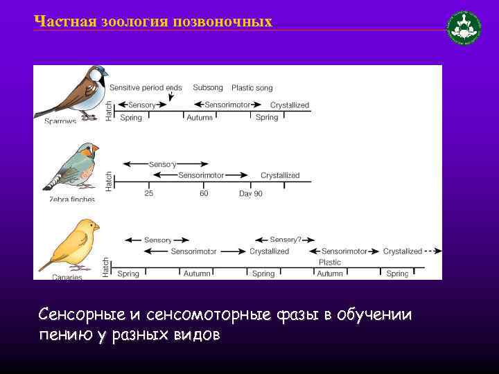 Частная зоология позвоночных Сенсорные и сенсомоторные фазы в обучении пению у разных видов 