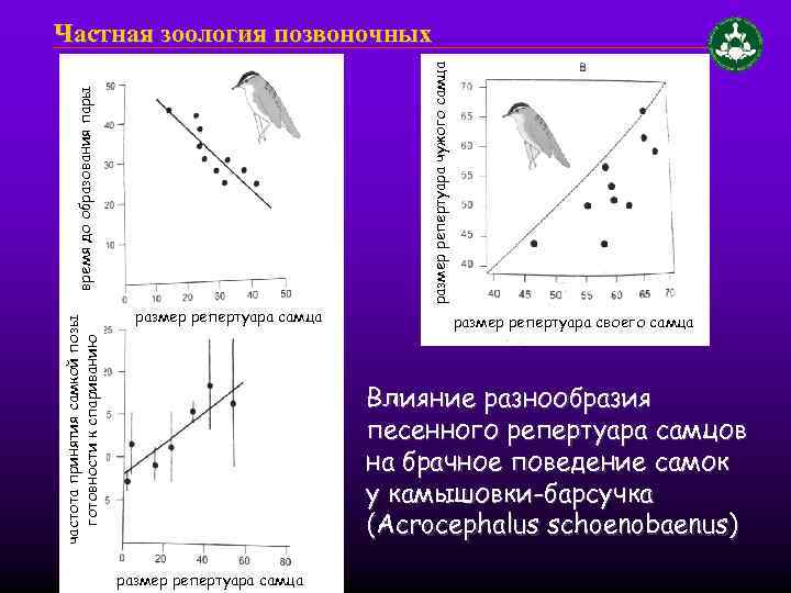 частота принятия самкой позы готовности к спариванию размер репертуара самца размер репертуара чужого самца