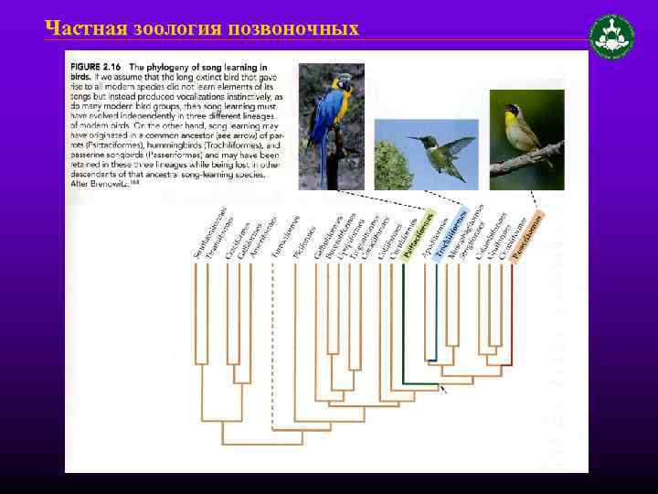 Частная зоология позвоночных 