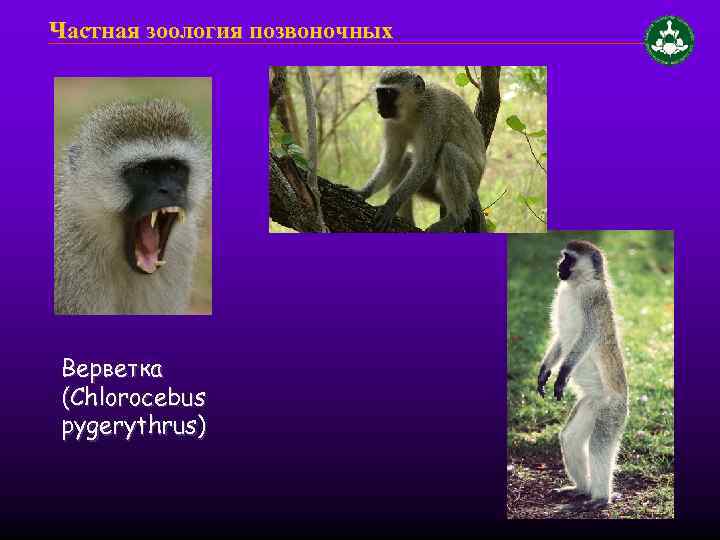 Частная зоология позвоночных Верветка (Chlorocebus pygerythrus) 