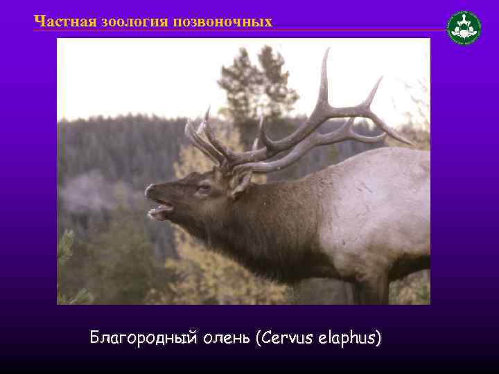 Частная зоология позвоночных Благородный олень (Cervus elaphus) 