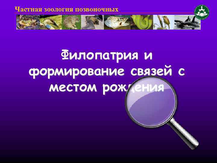 Частная зоология позвоночных Филопатрия и формирование связей с местом рождения 