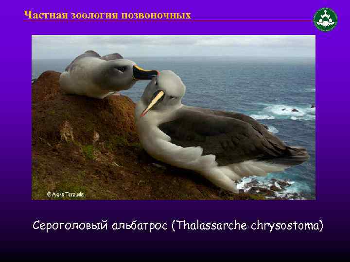 Частная зоология позвоночных Сероголовый альбатрос (Thalassarche chrysostoma) 