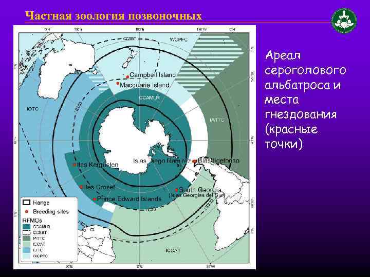 Частная зоология позвоночных Ареал сероголового альбатроса и места гнездования (красные точки) 