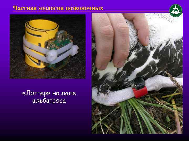 Частная зоология позвоночных «Логгер» на лапе альбатроса 
