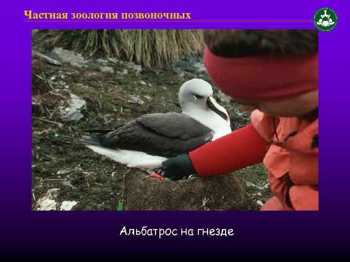 Частная зоология позвоночных Альбатрос на гнезде 