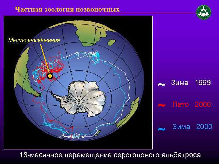 Частная зоология позвоночных Место гнездования ~ Зима 1999 ~ Лето 2000 ~ Зима 2000