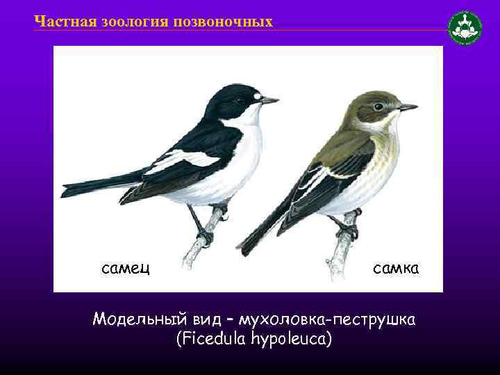 Частная зоология позвоночных самец самка Модельный вид – мухоловка-пеструшка (Ficedula hypoleuca) 