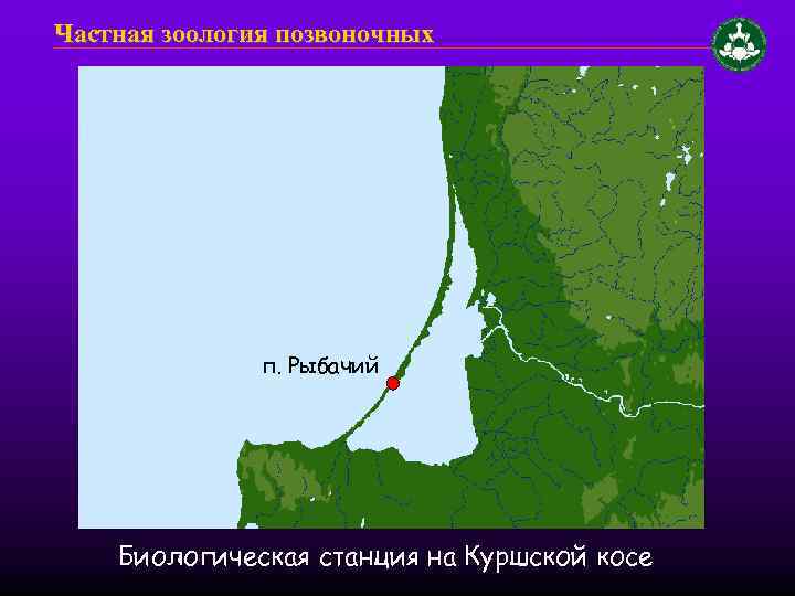 Частная зоология позвоночных п. Рыбачий Биологическая станция на Куршской косе 