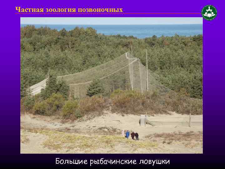 Частная зоология позвоночных Большие рыбачинские ловушки 