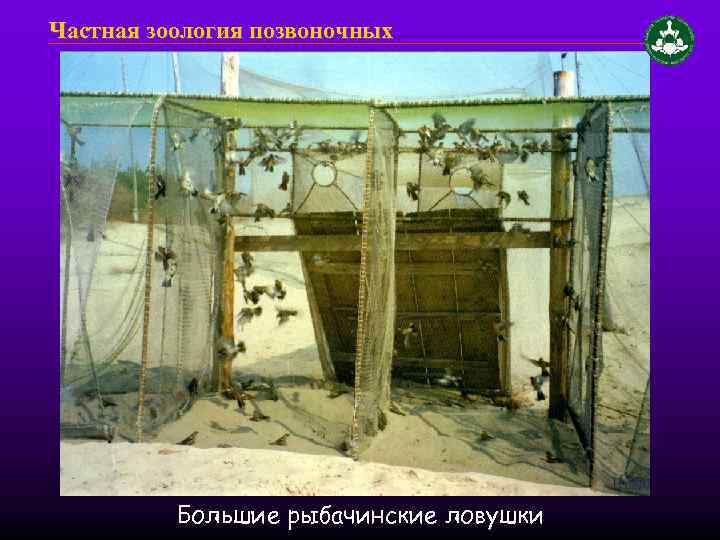 Частная зоология позвоночных Большие рыбачинские ловушки 