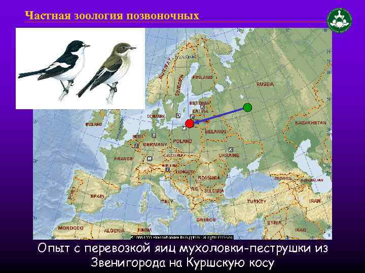 Частная зоология позвоночных Опыт с перевозкой яиц мухоловки-пеструшки из Звенигорода на Куршскую косу 