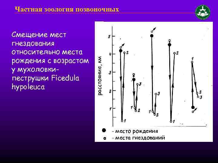 Смещение мест гнездования относительно места рождения с возрастом у мухоловкипеструшки Ficedula hypoleuca расстояние, км