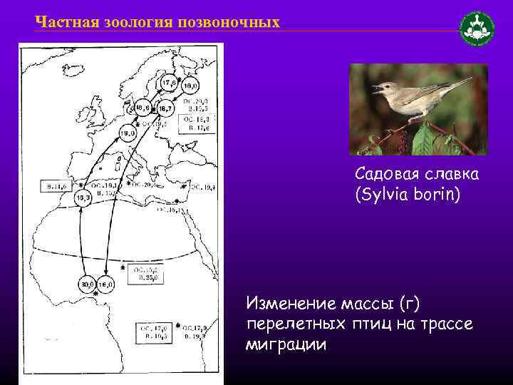 Частная зоология позвоночных Садовая славка (Sylvia borin) Изменение массы (г) перелетных птиц на трассе