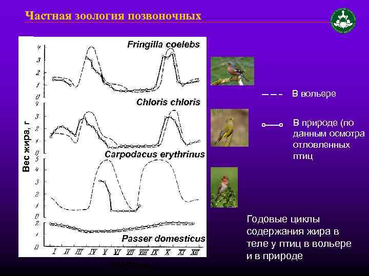 Частная зоология позвоночных Fringilla coelebs Вес жира, г Chloris chloris Carpodacus erythrinus Passer domesticus