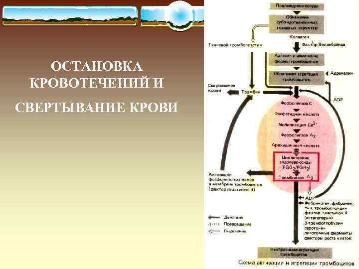 ОСТАНОВКА КРОВОТЕЧЕНИЙ И СВЕРТЫВАНИЕ КРОВИ 