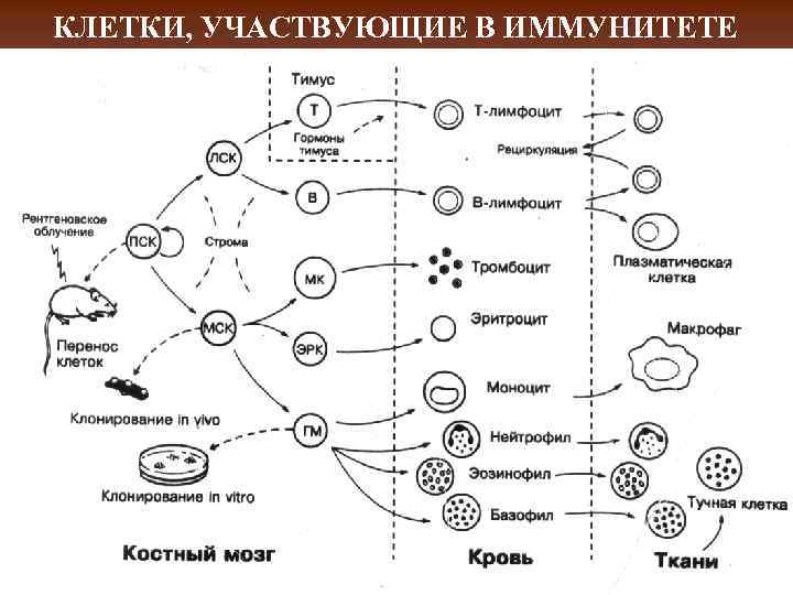 Иммунные клетки схема