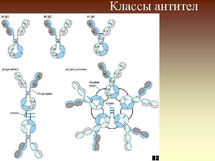 Классы антител 