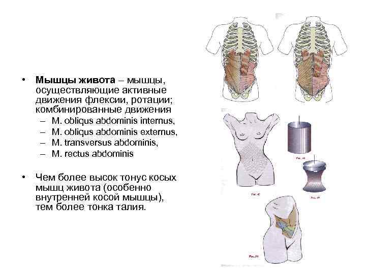  • Мышцы живота – мышцы, осуществляющие активные движения флексии, ротации; комбинированные движения –