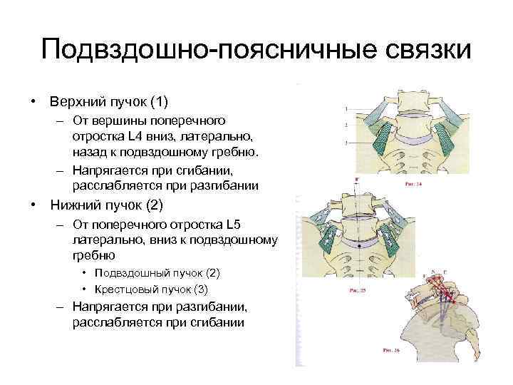 Подвздошно-поясничные связки • Верхний пучок (1) – От вершины поперечного отростка L 4 вниз,