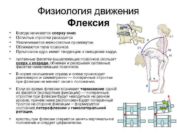 Физиология движения Флексия • • • Всегда начинается сверху вниз Остистые отростки расходятся Увеличиваются