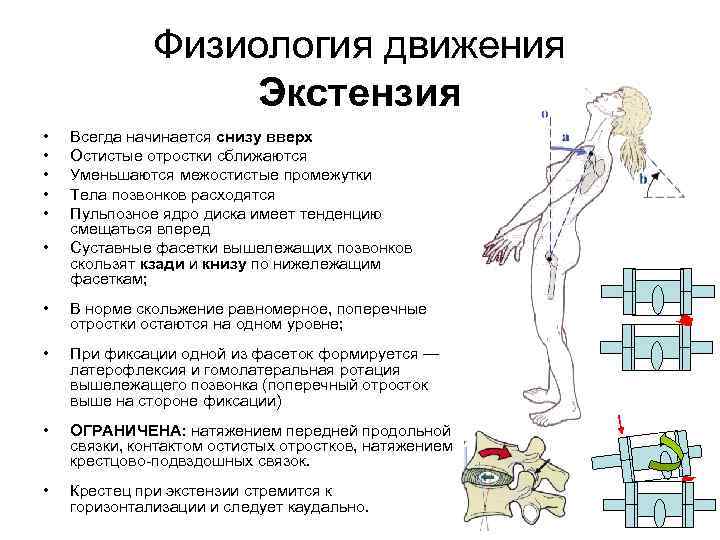 Физиология движения Экстензия • • • Всегда начинается снизу вверх Остистые отростки сближаются Уменьшаются