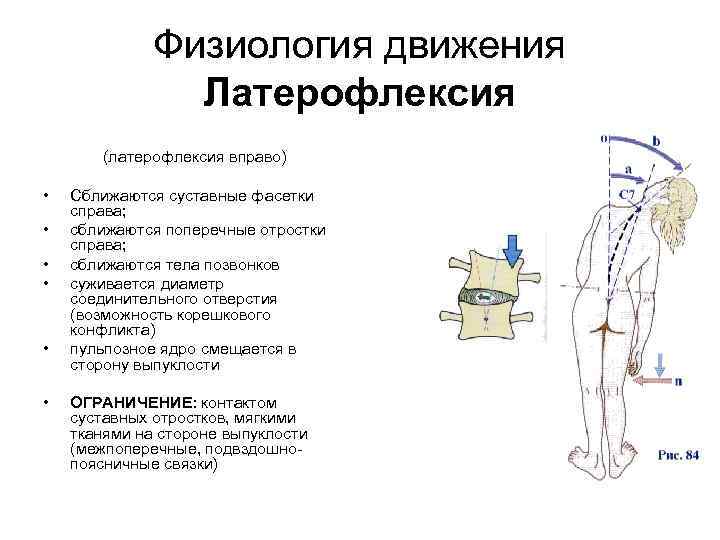 Физиология движения Латерофлексия (латерофлексия вправо) • • • Сближаются суставные фасетки справа; сближаются поперечные