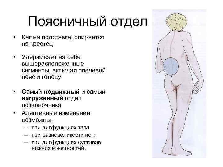 Поясничный отдел • Как на подставке, опирается на крестец • Удерживает на себе вышерасположенные