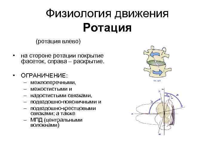 Физиология движения Ротация (ротация влево) • на стороне ротации покрытие фасеток, справа – раскрытие.