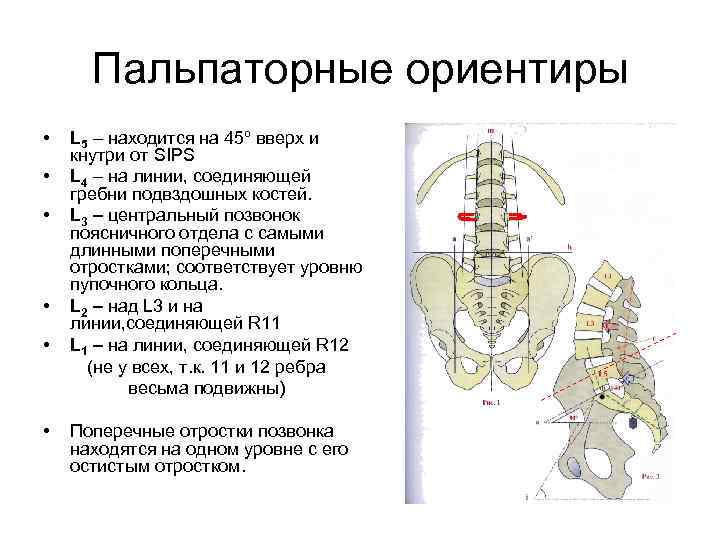 Пальпаторные ориентиры • • • L 5 – находится на 45º вверх и кнутри