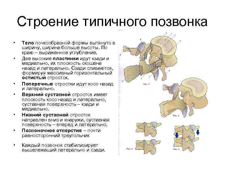 Строение типичного позвонка • • Тело почкообразной формы вытянуто в ширину, ширина больше высоты.