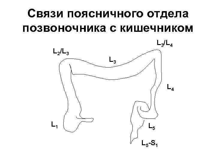 Связи поясничного отдела позвоночника с кишечником L 2/L 3 L 3/L 4 L 3
