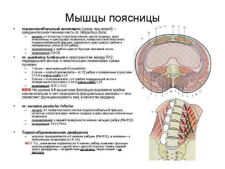 Мышцы поясницы анатомия картинки