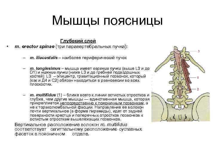 Мышцы поясницы • Глубокий слой m. erector spinae (три паравертебральных пучка): – m. iliocostalis