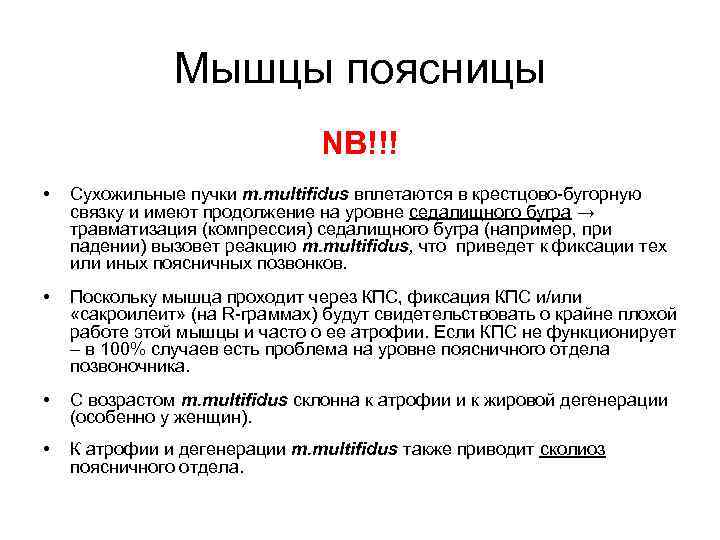 Мышцы поясницы NB!!! • Сухожильные пучки m. multifidus вплетаются в крестцово-бугорную связку и имеют