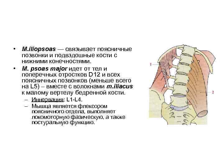  • M. iliopsoas — связывает поясничные позвонки и подвздошные кости с нижними конечностями.