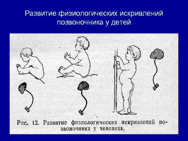 Физиологическое формирование. Физиологические искривления позвоночника. Формирование позвоночника у детей. Физиологическое развитие ребенка. Формирование позвоночника у плода.