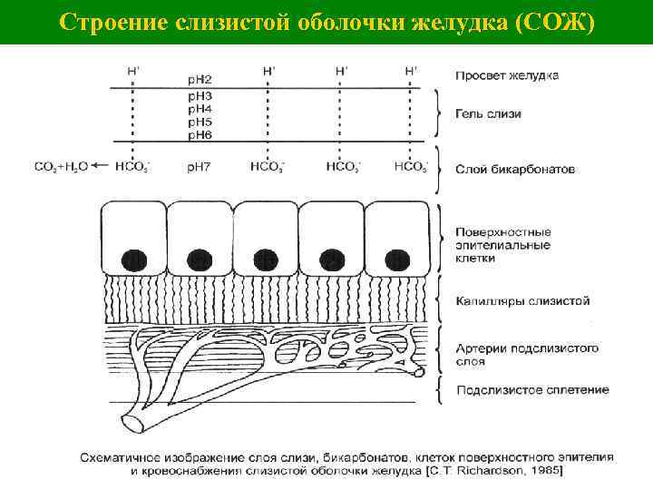 Строение слизистой оболочки желудка (СОЖ) 