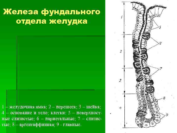 Железа фундального отдела желудка 1 – желудочная ямка; 2 – перешеек; 3 – шейка;