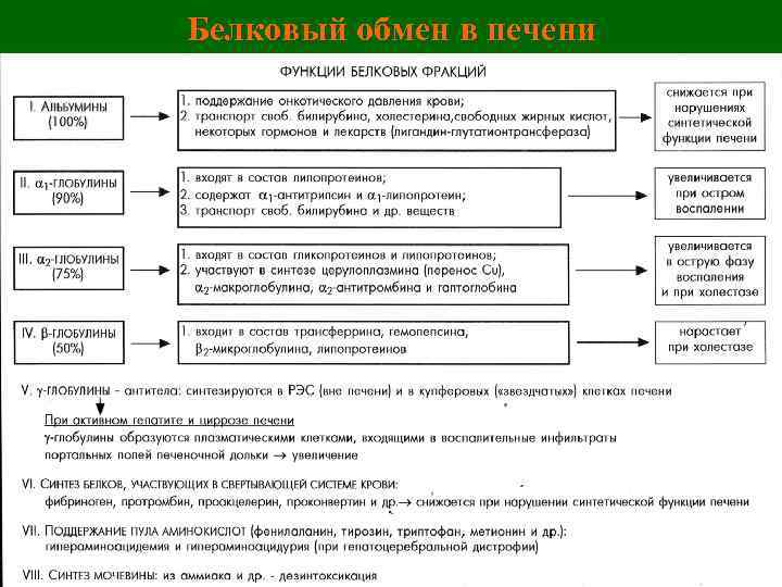 Белковый обмен в печени 