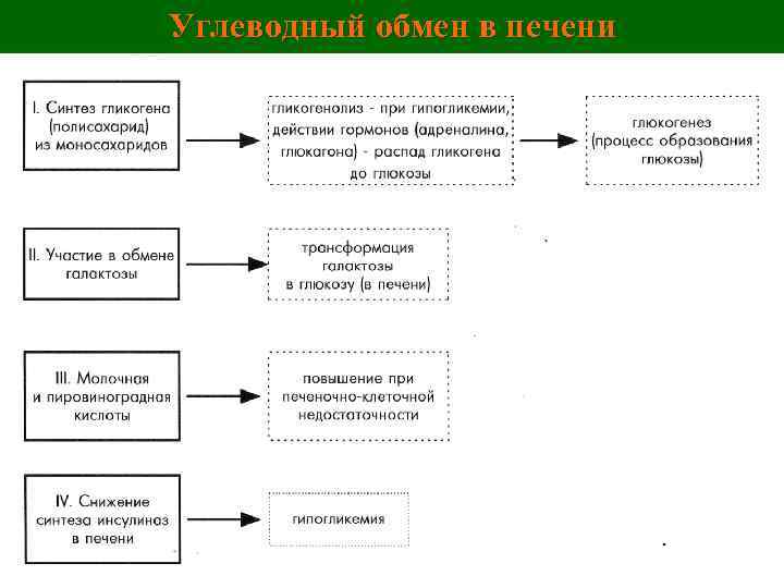 Углеводный обмен в печени 