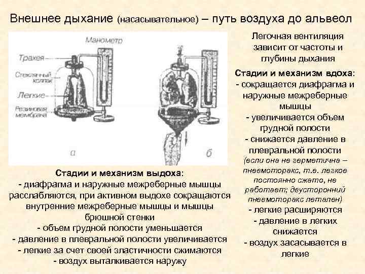 Внешнее дыхание (насасывательное) – путь воздуха до альвеол Легочная вентиляция зависит от частоты и